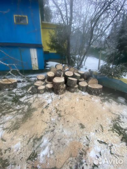 Спил валка удаление рубка обрезка деревьев
