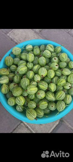 Кустики крвжовника