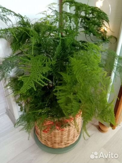 Аспарагус перистый, Шпренгера и аспарагус Мейера