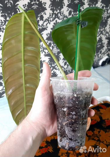 Филодендрон Патриция