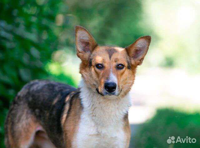 Собака Алиса