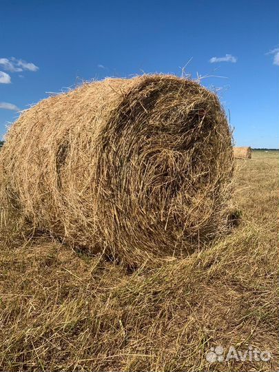 Сено люцерны в рулонах