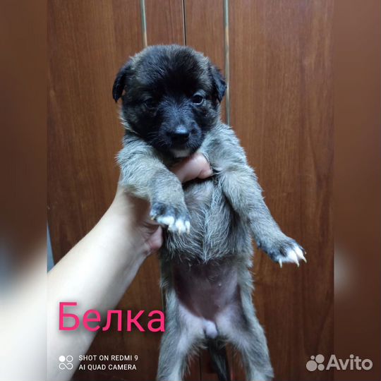 Щенок в добрые руки