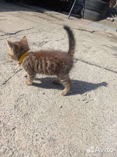 Котята британки