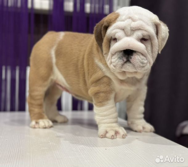Английский бульдог