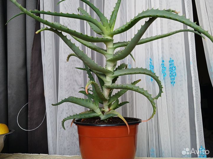 Превосходный Алоэ столетник древовидное