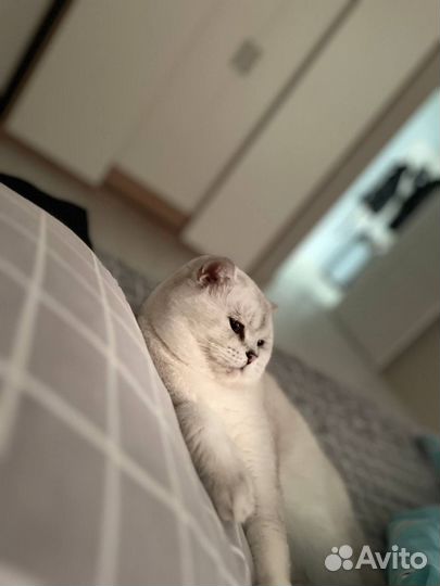 Вязка шотландский котик