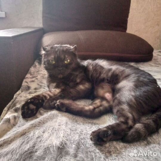 Шотландская