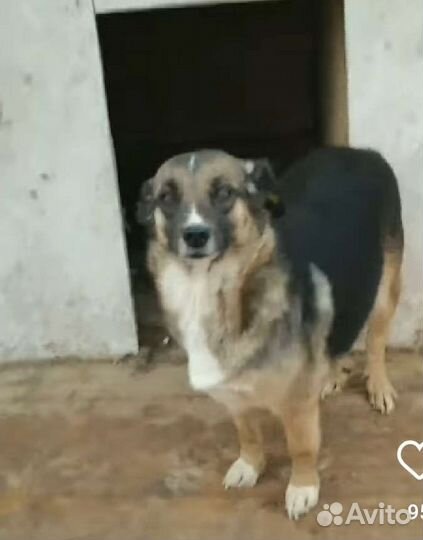 Собака Мышка