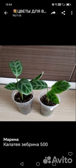 Комнатные цветы