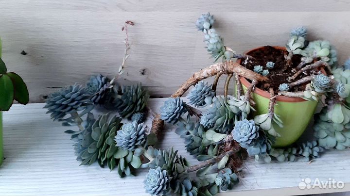 Домашний цветок Пахифитум