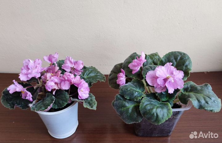 Фиалка сортовые Playful Spectrum