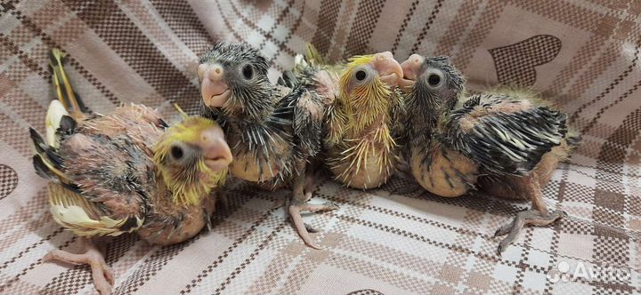Попугаи птенцы волнистики, чехи, кареллы