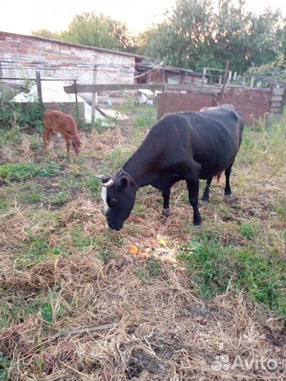 Корова дойная