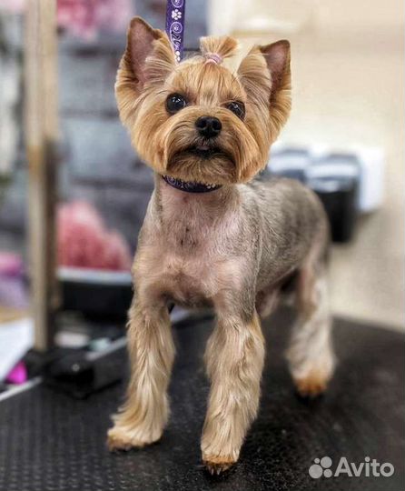 Стрижка кошек и собак, тримминг, экспресс-линька