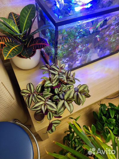 Алоэ, традесканция, коллизия