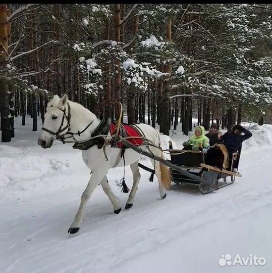 Лошадь универсал