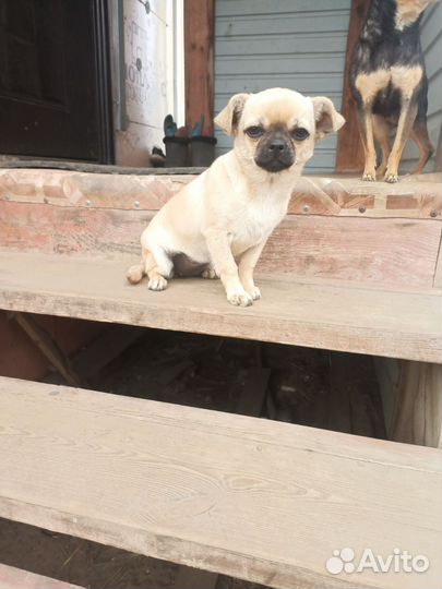 Чихуахуа mini девочка