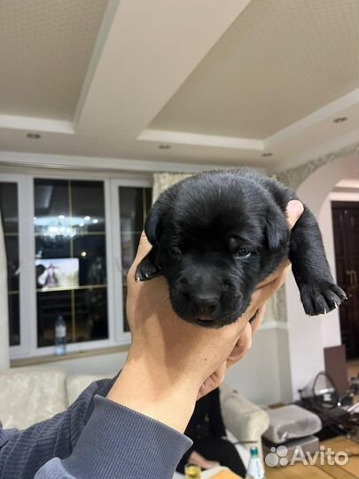 Щенки метисы Кане Корсо в добрые руки