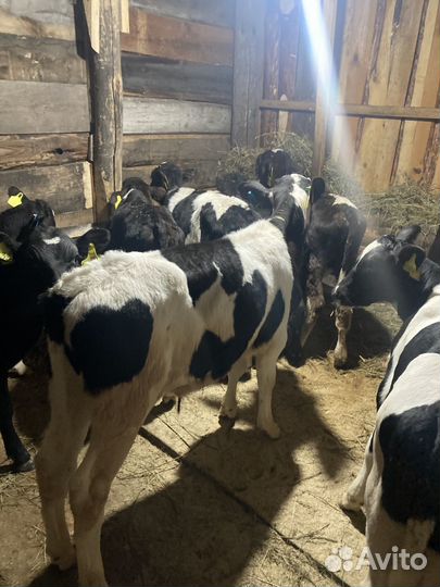 Бычки и быки