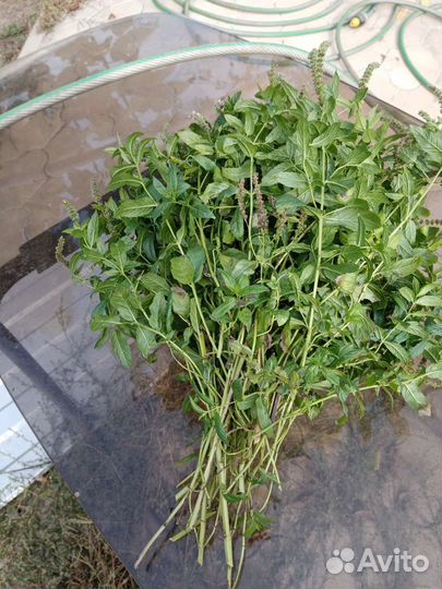 Пальма, Каланхоэ, Полынь, цветы липы, мята