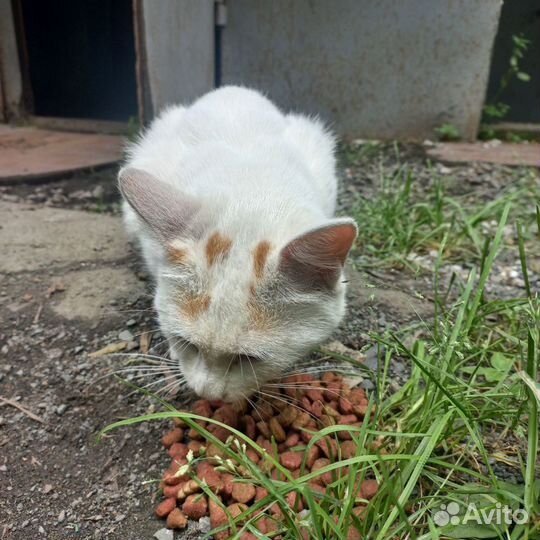 Котик в добрые руки Владивосток