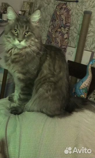 Кот мейн-кун