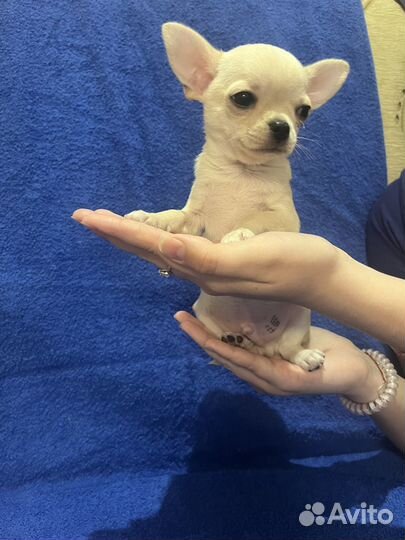 Щенки чихуахуа