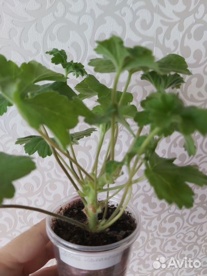 Пеларгония Леона Галактика