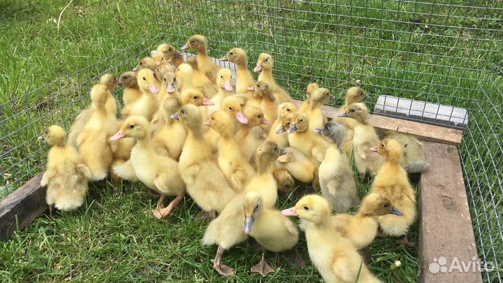 Гусята. Гуси