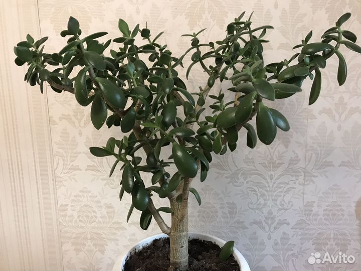 Толстянка древовидная