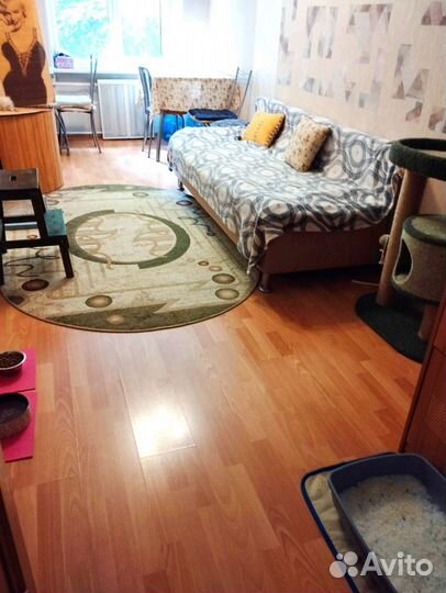 Передержка кошечек