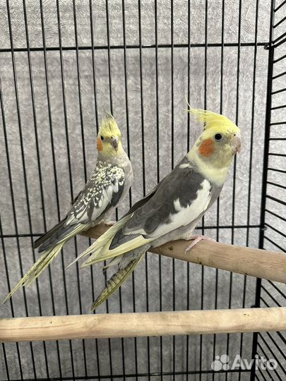 Попугай корелла с клеткой