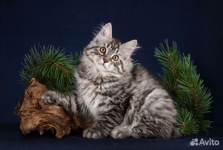 Курильский бобтейл редкого окраса