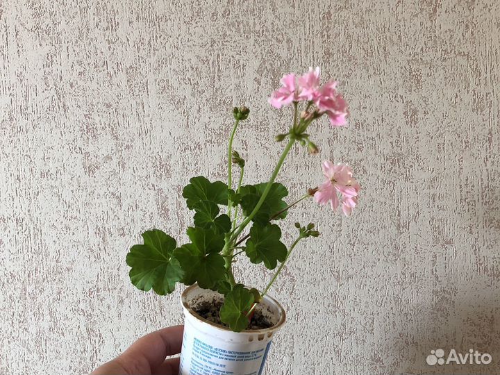 Пеларгония, герань