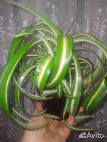 Хлорофитум кудрявый