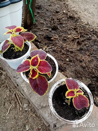 Комнатные цветы