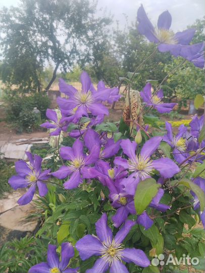 Саженцы клематиса 