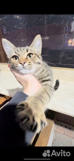Котенок