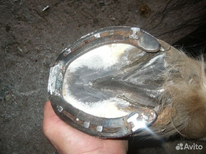 Расчистка-ковка копыт лошадей