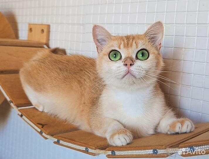 Плюшевая британская кошечка в добрые руки