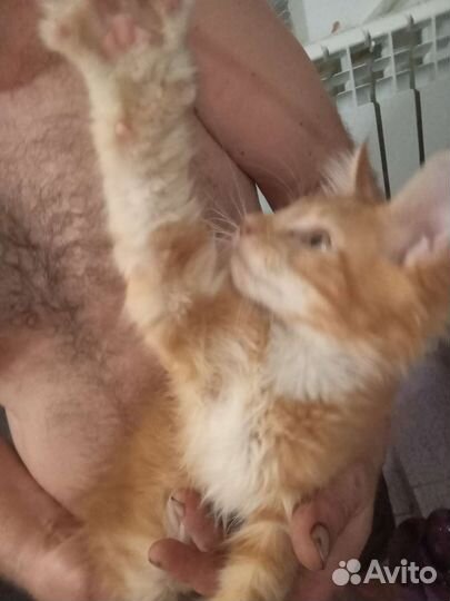 Котята мейн-кун рыжие