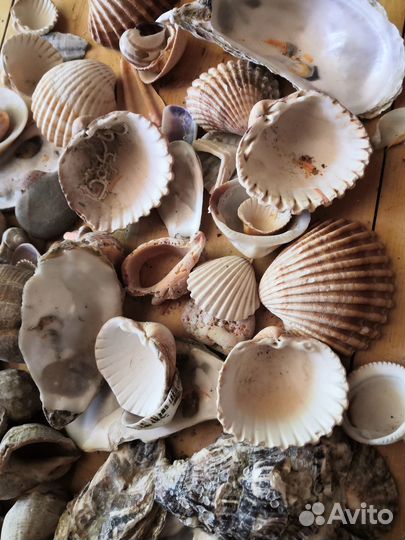 Морские ракушки раковины