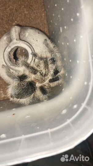 Паук птицеед