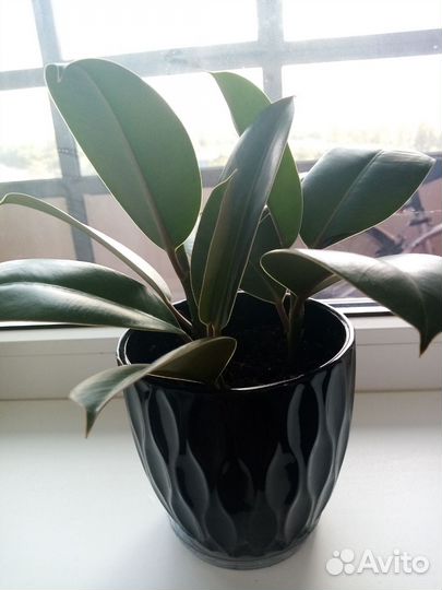 Фикус Эластика