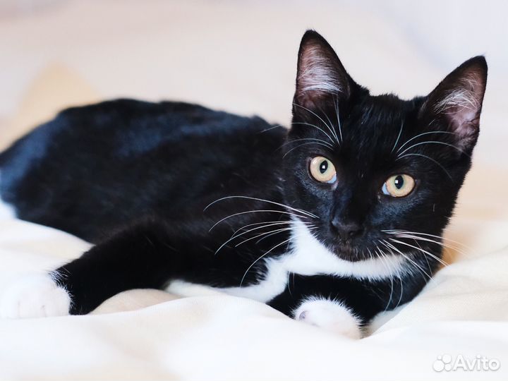 Очень умный, добрый чёрно-белый котёнок 4 мес