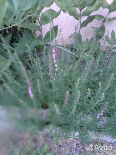 Лаванда, исоп