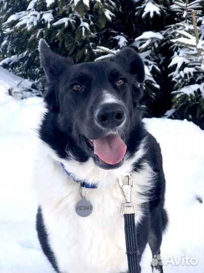 Собака в добрые руки