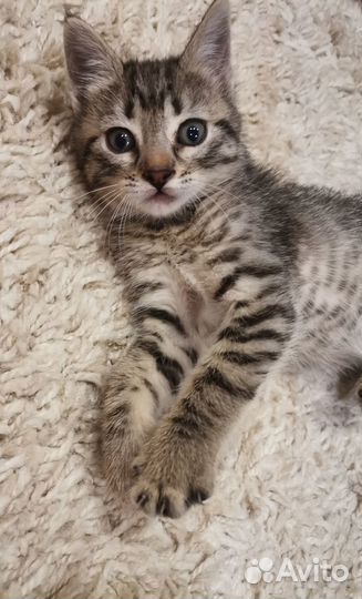 Кошечка в добрые руки