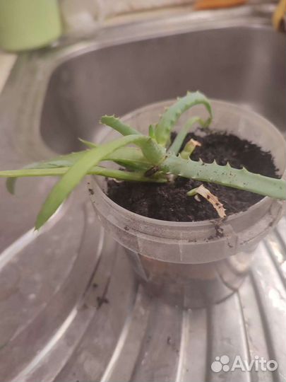 Алоэ столетник